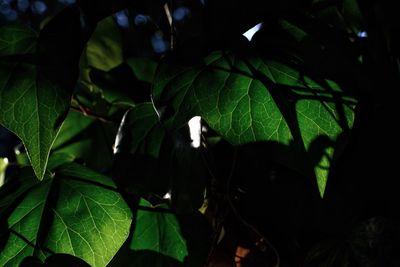 Close-up of green leaves