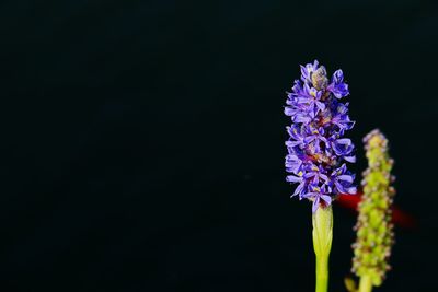 Close-up of purple flowering plant against black background