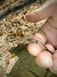 Close-up of hand holding lizard