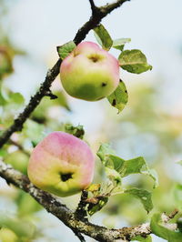 Close-up of apple growing on tree