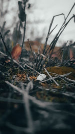 Close-up of dry plants on land