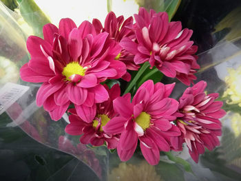 Close-up of pink flowers blooming outdoors