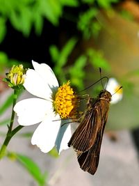 Close-up of insect on daisy