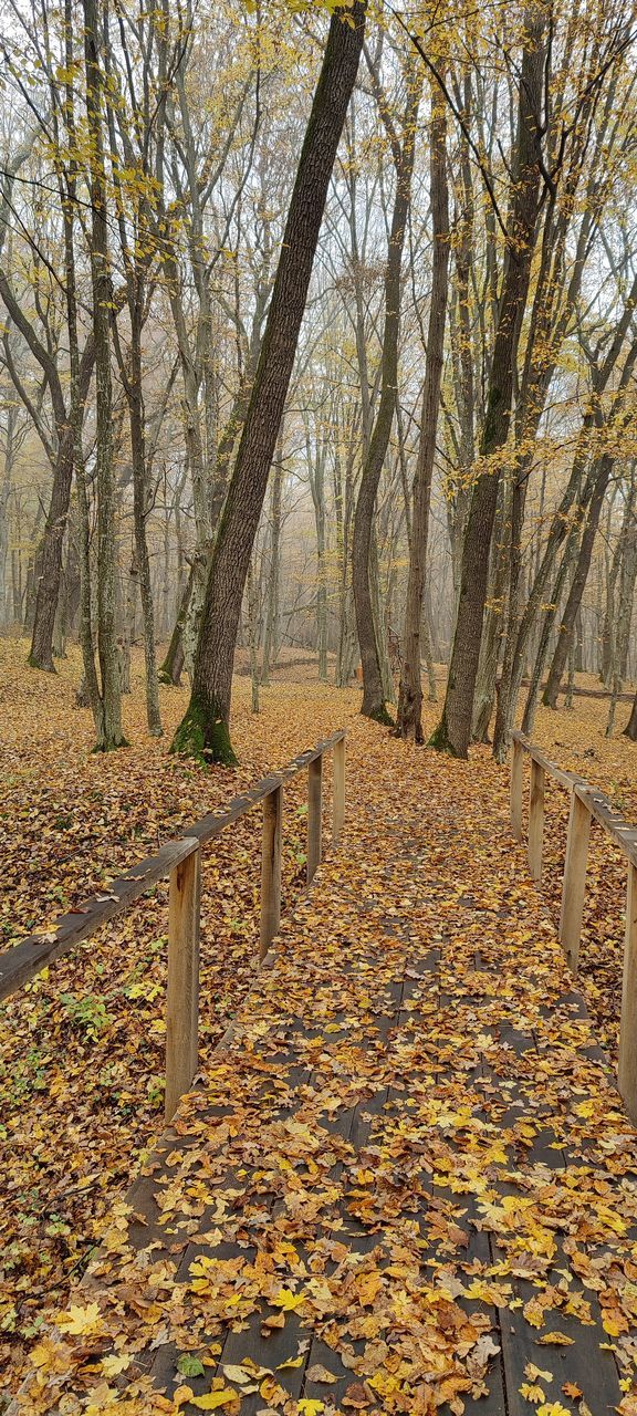 SUNLIGHT FALLING ON LEAVES IN PARK