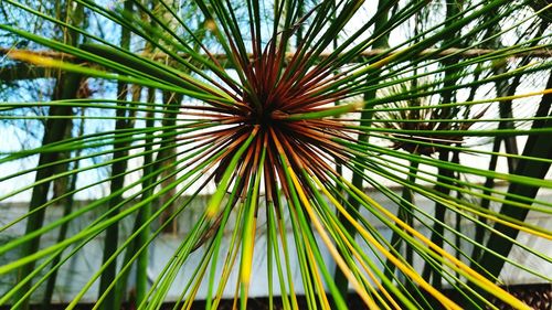 Low angle view of tree