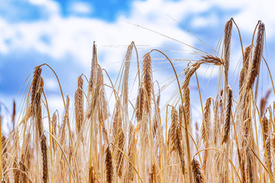 Close-up of wheat field against sky