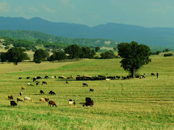 Flock of sheep grazing in a field