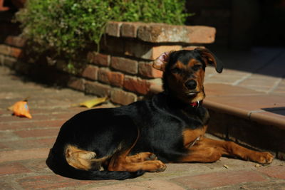 Portrait of dog sitting outdoors