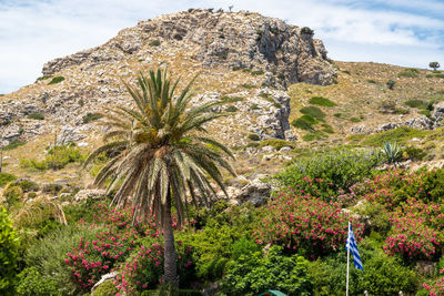 View at landscape with palm tree in foreground and rock in the background at kallithea springs