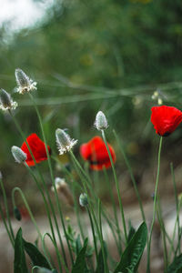 Close-up of red poppy flowers