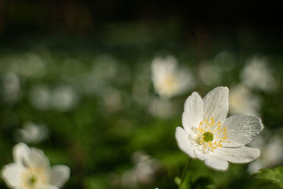 Close-up of white flower blooming outdoors