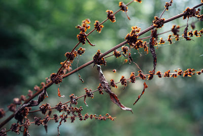 Close-up of flowers on branch