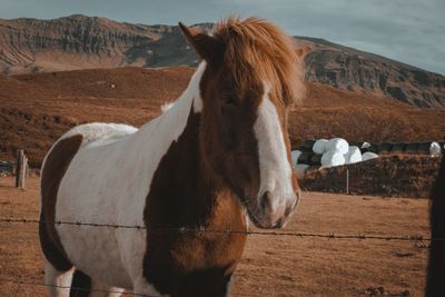 Horse standing on field