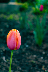 Close-up of pink tulip flower on field