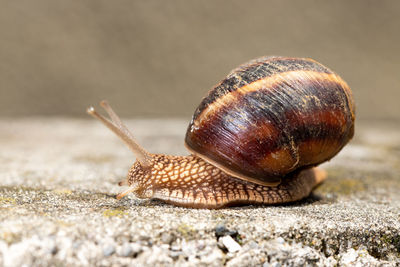 Close-up of snail