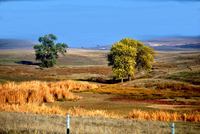 Trees on field against sky