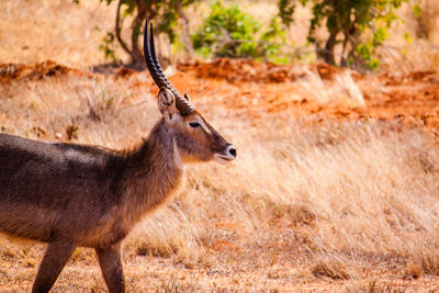 Gazelle on field at tsavo east national park