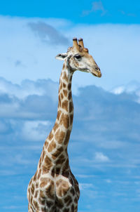 Close-up of giraffe