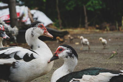 muscovy duck