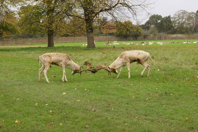 Rutting stags