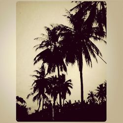 Silhouette palm trees against sky during sunset