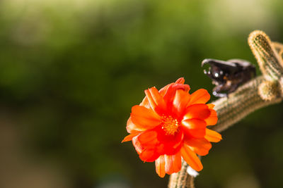 Close-up of orange flower