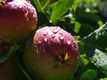 Close-up of wet apple on water