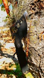 Close-up of tree trunk