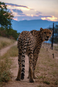 Cheetah standing on field