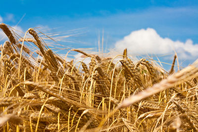 Close-up of wheat field against sky