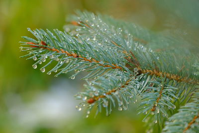 Close-up of raindrops on pine tree