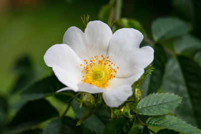 Close-up of white flowering plant