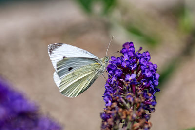 Close-up of butterfly on purple flower