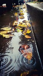 Leaves floating on pond