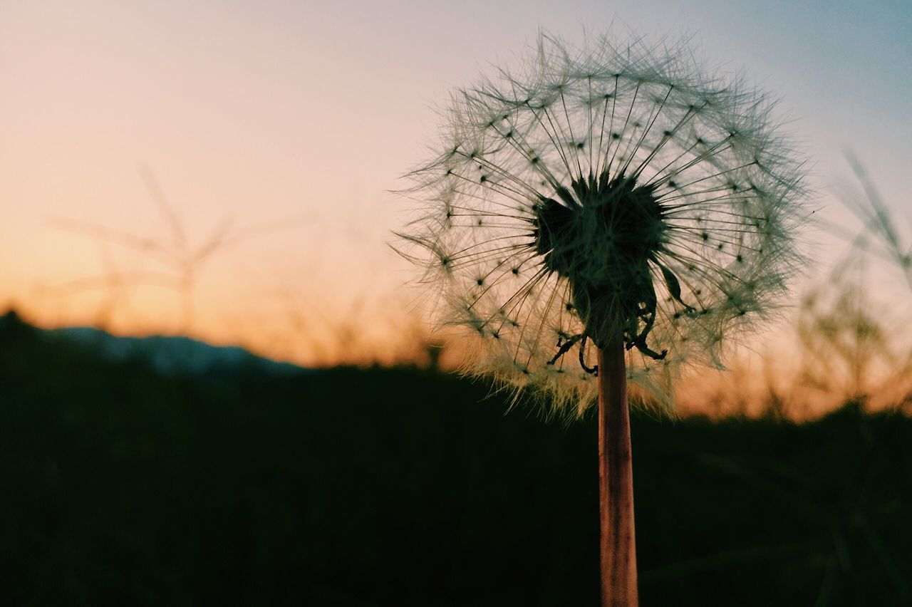 nature, dandelion, flower, beauty in nature, sunset, growth, fragility, close-up, no people, plant, outdoors, tranquility, sky, flower head, freshness, day, thistle