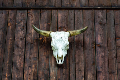Cow skull on the wood wall of a cabin as a trophy in feichten