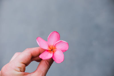 Close-up of hand holding pink flower against blurred background