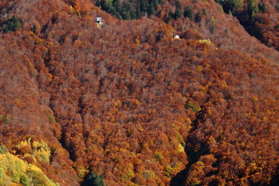Trees in forest during autumn