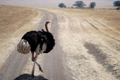 Ostrich bird on land crossing road 