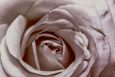 Close-up of rose bouquet