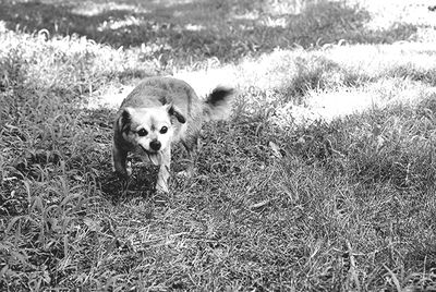 Portrait of dog on grassy field