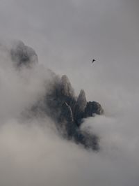 Falcon in the cloud