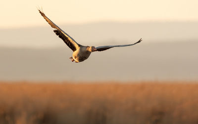 Bird flying over field