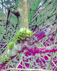 Close-up of insect on plant