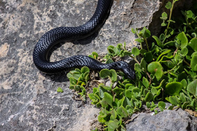 View of a tiger snake on rock