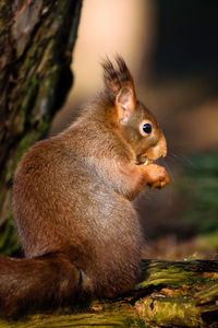 Close-up of squirrel sitting outdoors