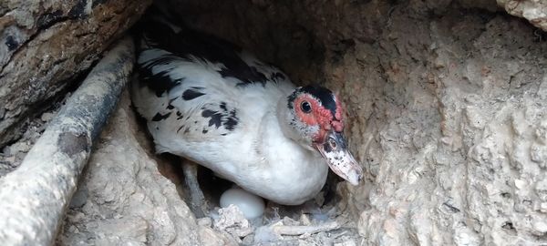 High angle view of bird perching on rock