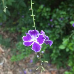 Close-up of purple flower