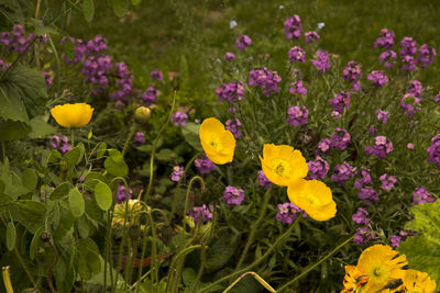 Close-up of yellow flowers blooming in field