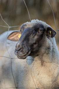 Close-up of sheep in farm.